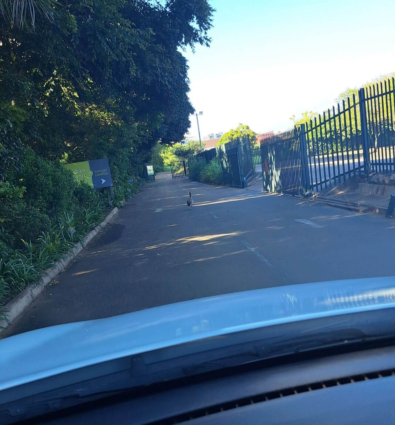 Easy does it! Sometimes a goose will show you the way - turn right into the carpark