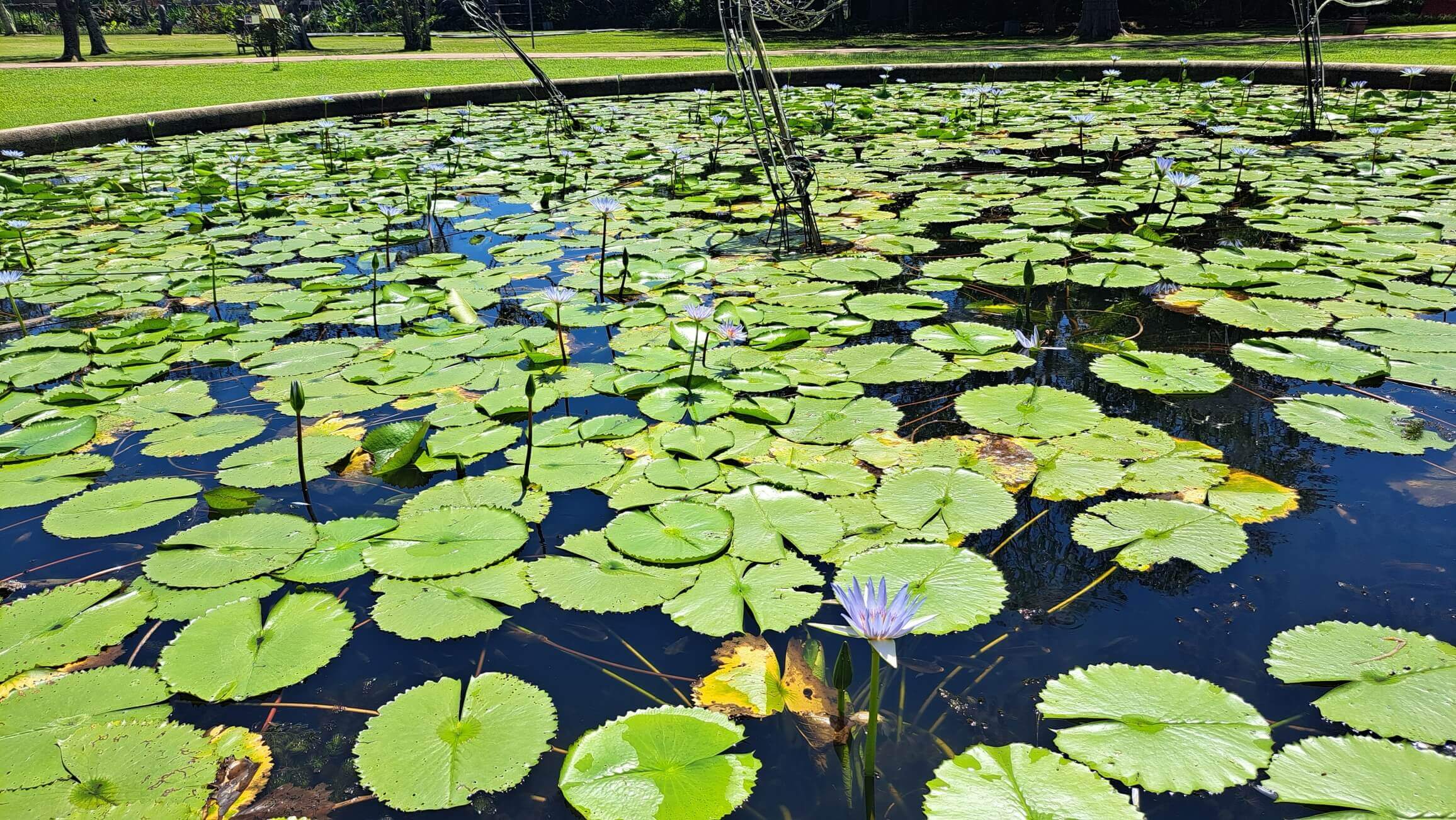 The fountain (not generally working) - bees in lilies