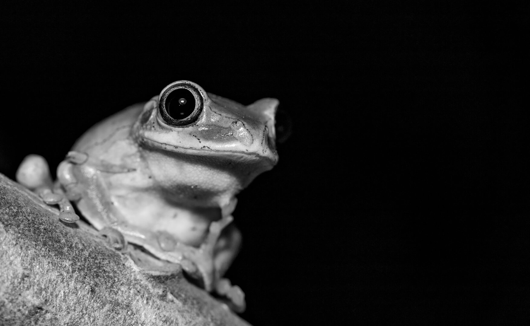 TC-2S-Frog on a log-wynand-lens