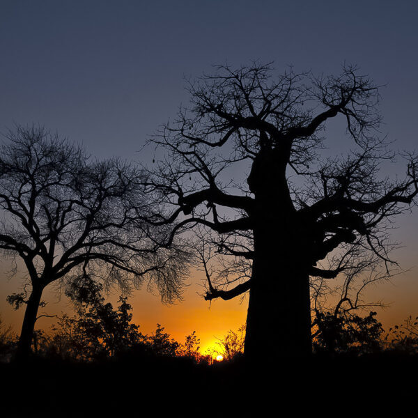 Baobab at Sunset-Stephen-Pryke
