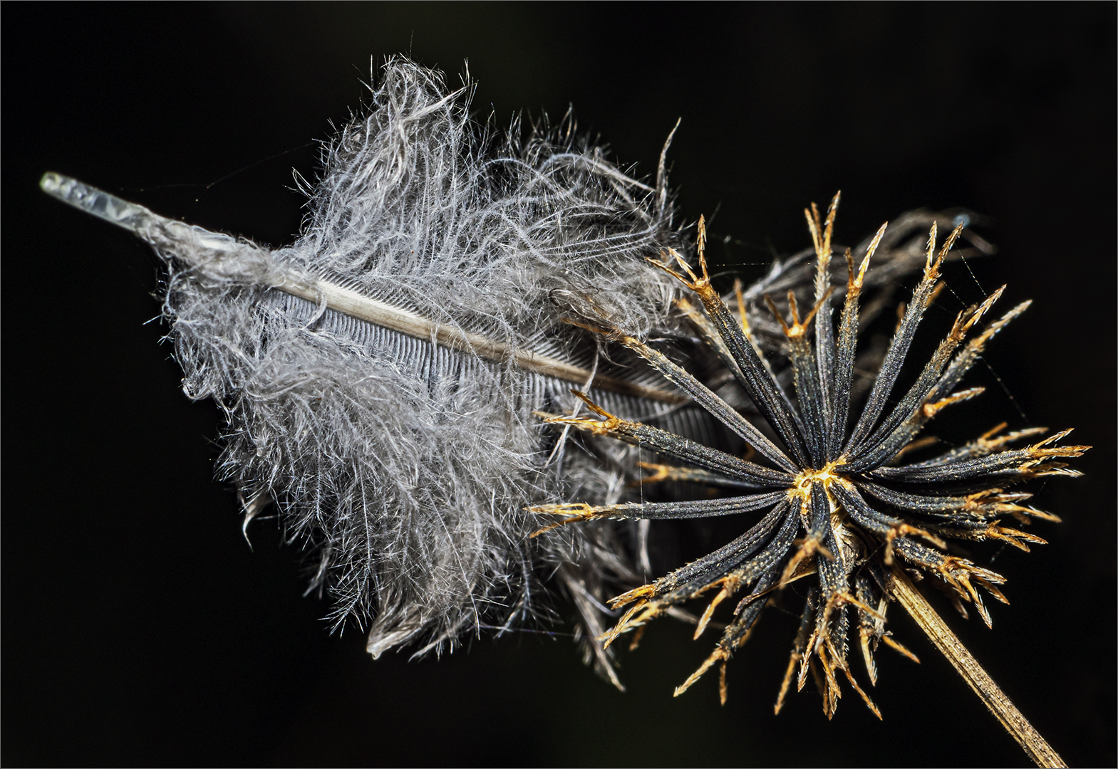 MC-5S4-Blackjack feathers-2647673-Rob-Hart