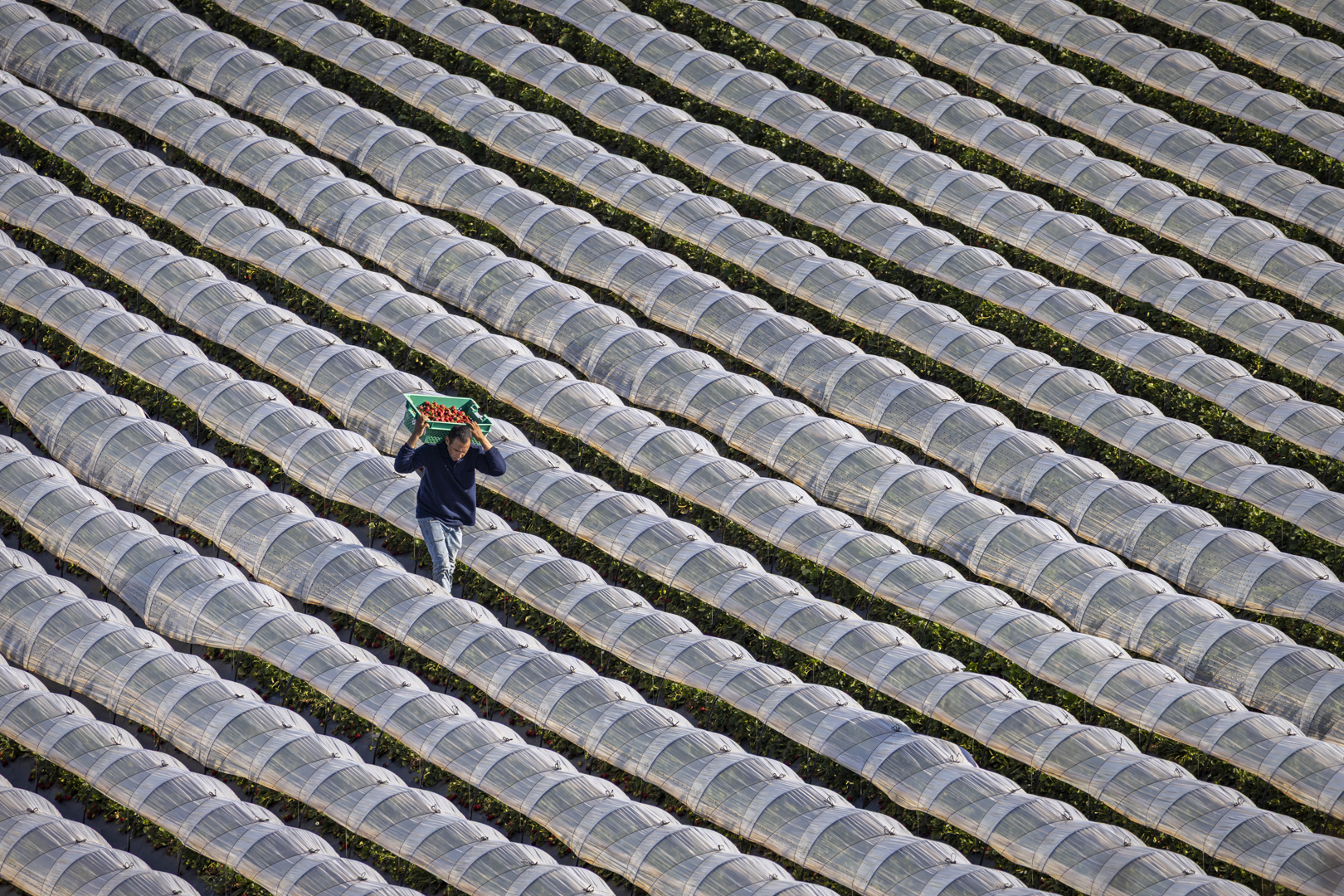 MC-1S-Strawberry fields forever-Jay-Nabbe