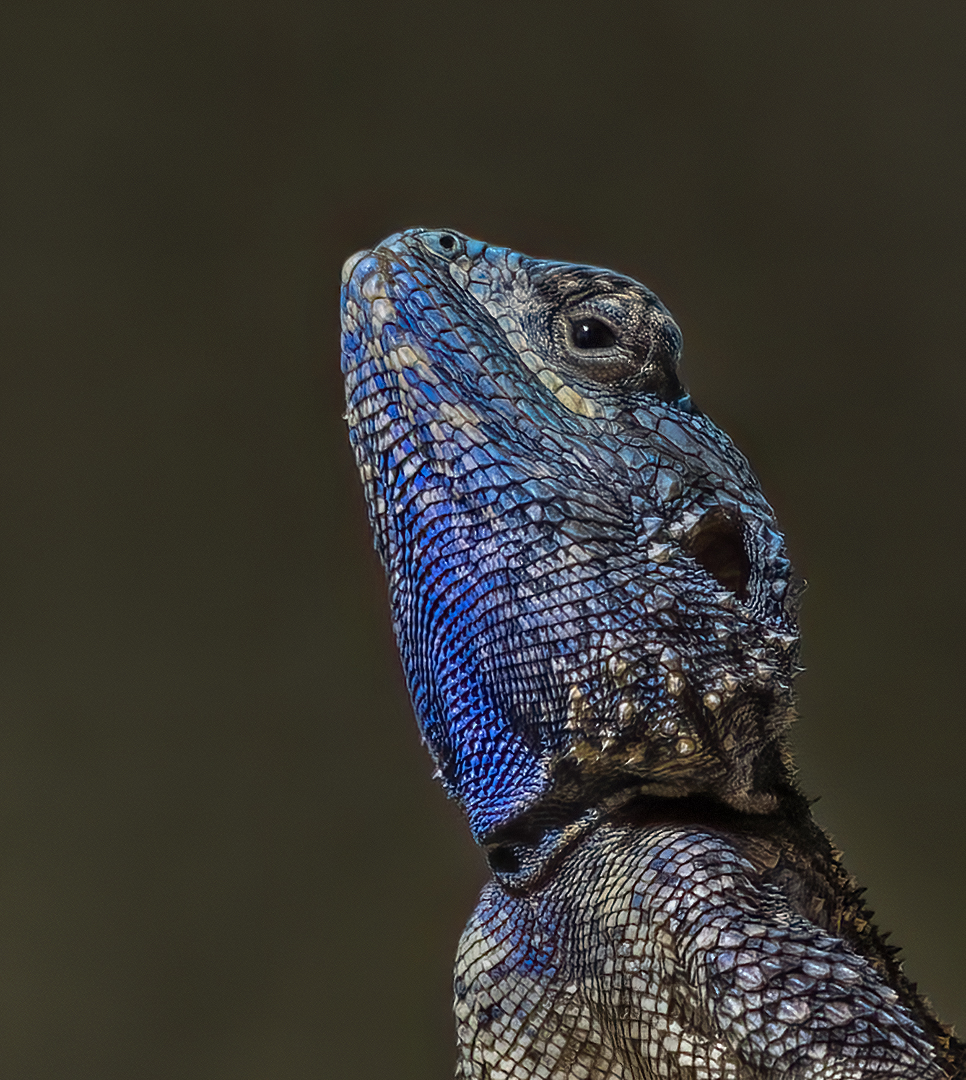 MC-6S1-Sun Worshiper-Leon-Heyes