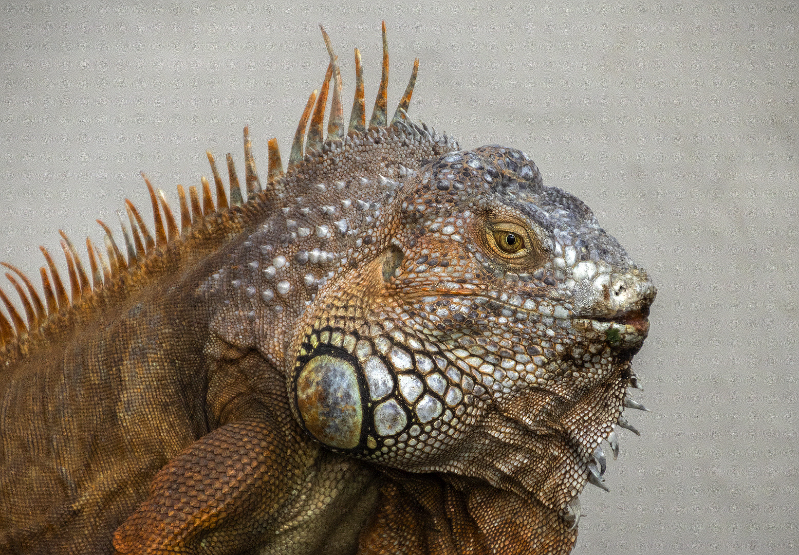 MC-6S1-Old Crusty-Leon-Heyes