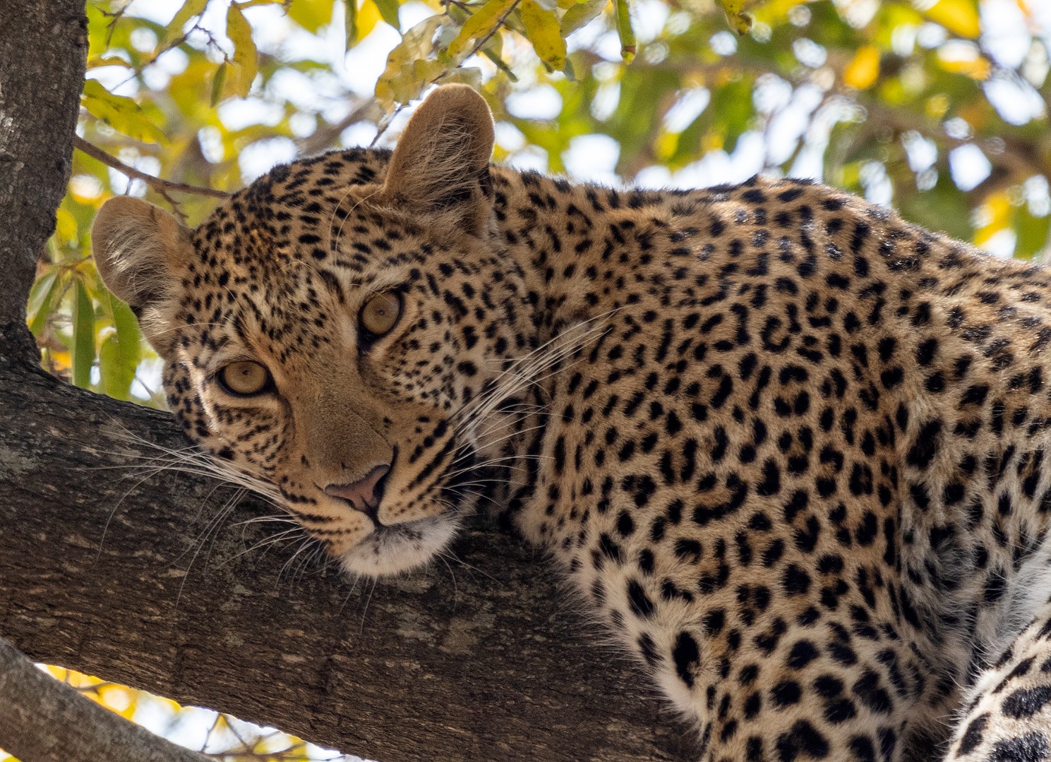 WhatsApp Image 2025-09-19 at 10.55.31_69854c5e